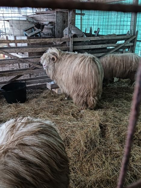 IMG20240118090945 - Turcana alba