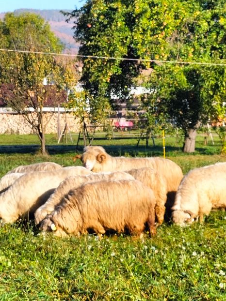 IMG20231018100915 - Turcana alba