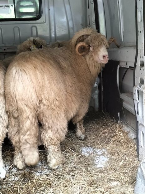 IMG20230810181742 - Turcana alba