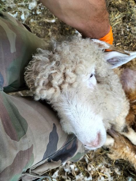 IMG20230612161437 - Turcana alba