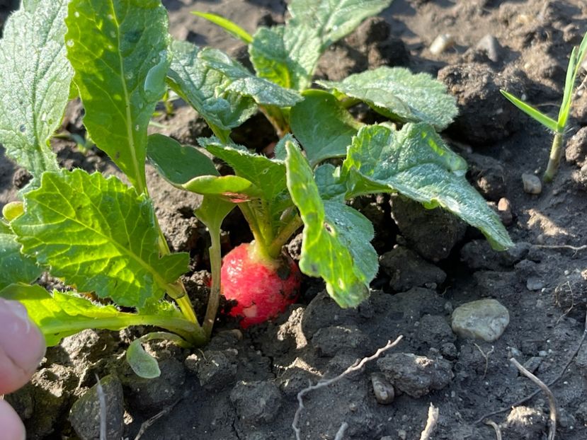 Salată creață - GRADINA