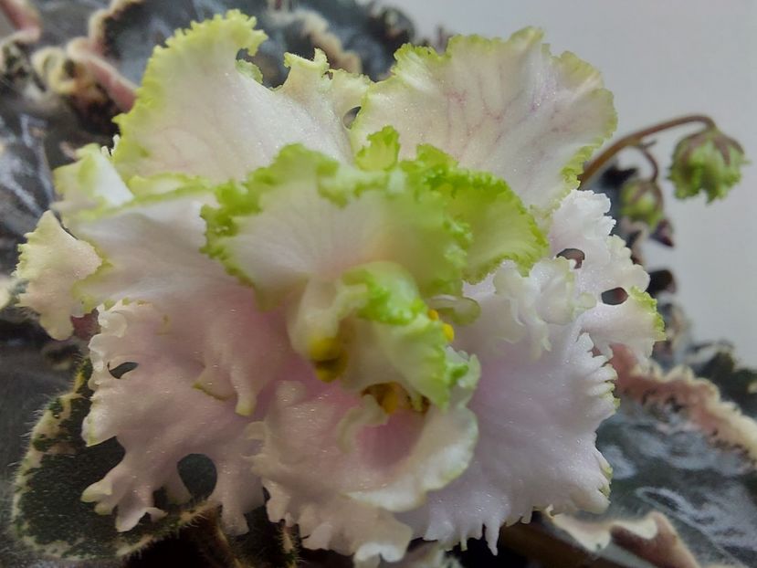  - Violeta EK-Izumrudnoe Kruzhevo