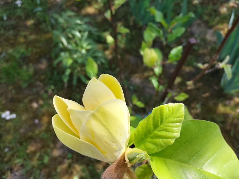 IMG20240413120725 - Magnolii 2024