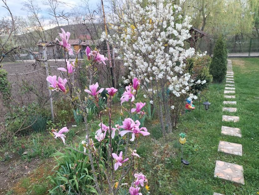 IMG20240404191657 - Magnolii 2024