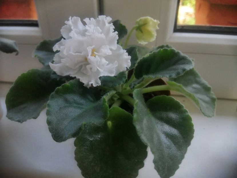  - Le Riabinaia Kudriavaia