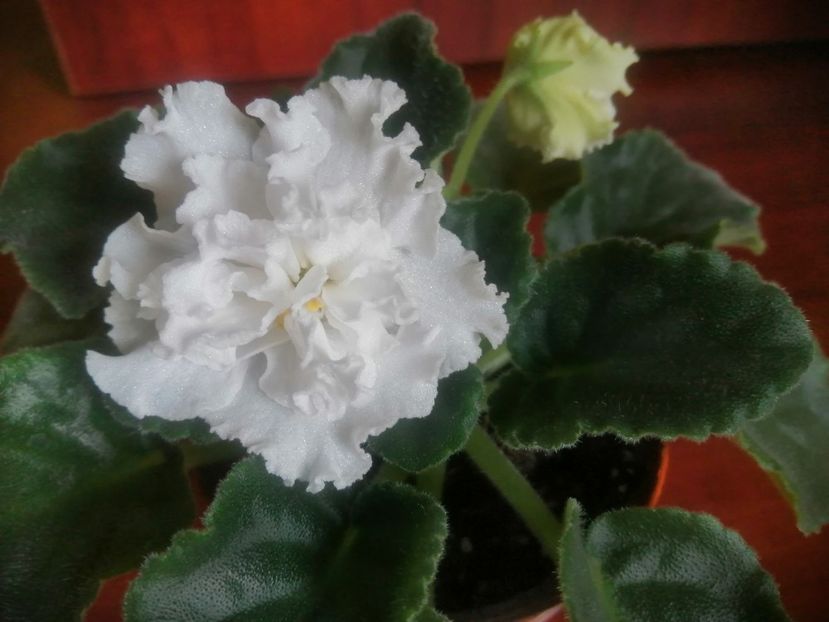  - Le Riabinaia Kudriavaia