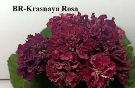 Poza net - BR- Krasnaya Rosa