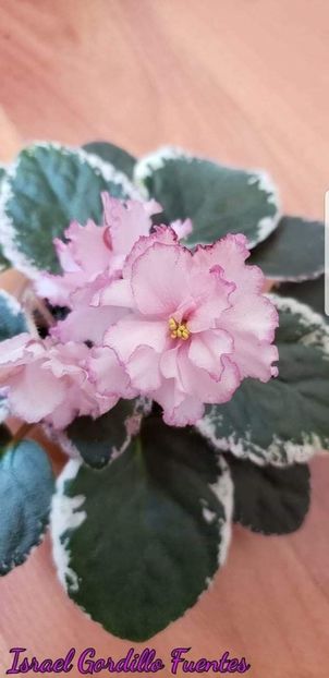 Poza net - Elizabeth