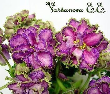 dd5121e9e2236b8eae72fba92893f3c9 - Georgia