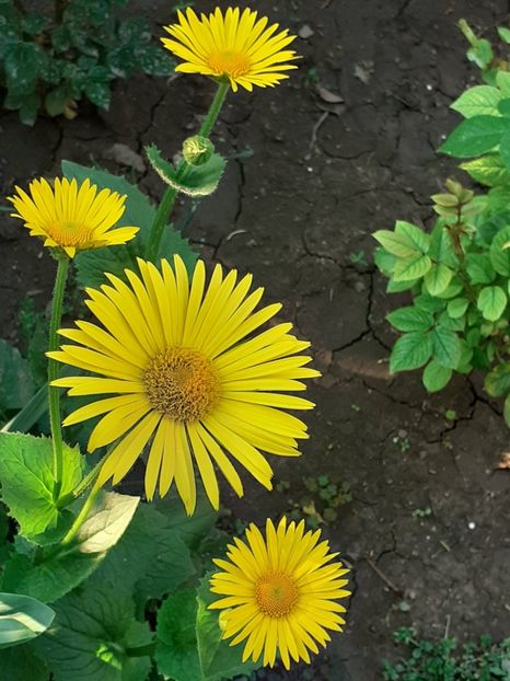  - FEBRUARIE- MARTIE- APRILIE