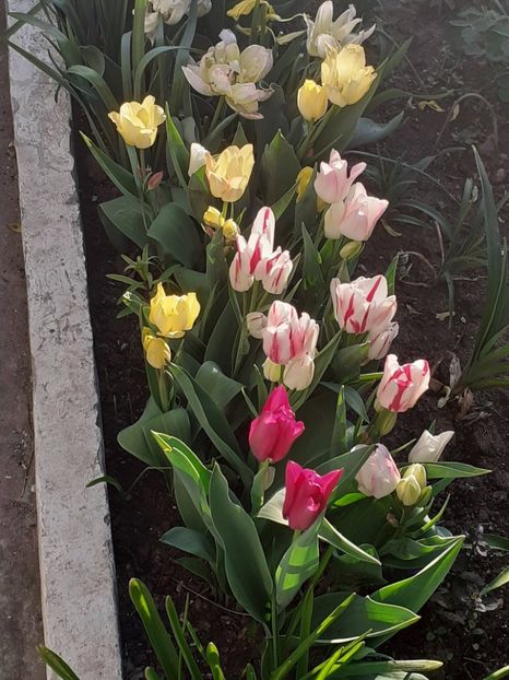  - FEBRUARIE- MARTIE- APRILIE