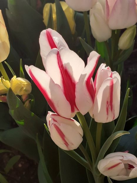  - FEBRUARIE- MARTIE- APRILIE