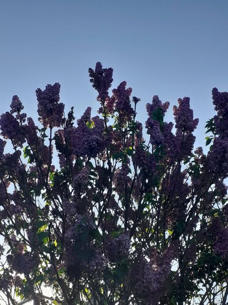  - FEBRUARIE- MARTIE- APRILIE