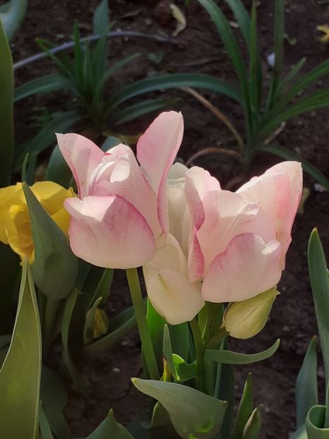  - FEBRUARIE- MARTIE- APRILIE