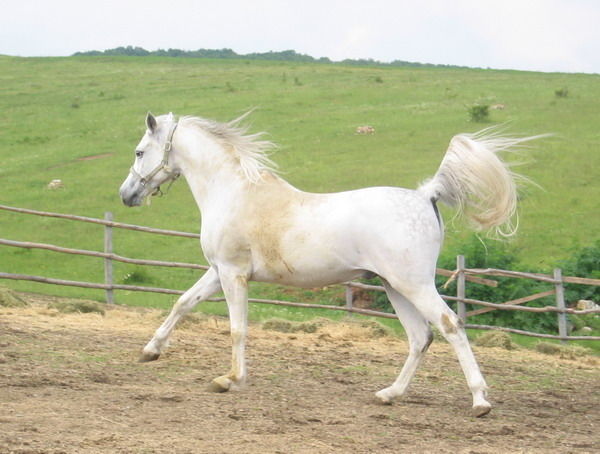 S-Elmaz-Picture 960 - My horses - Shagia