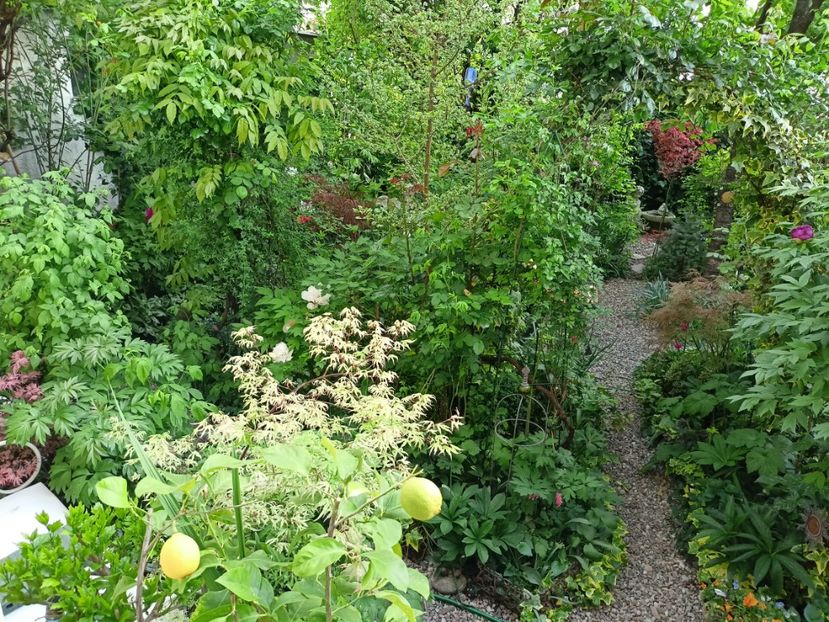  - Grădina 2024 continuare 1