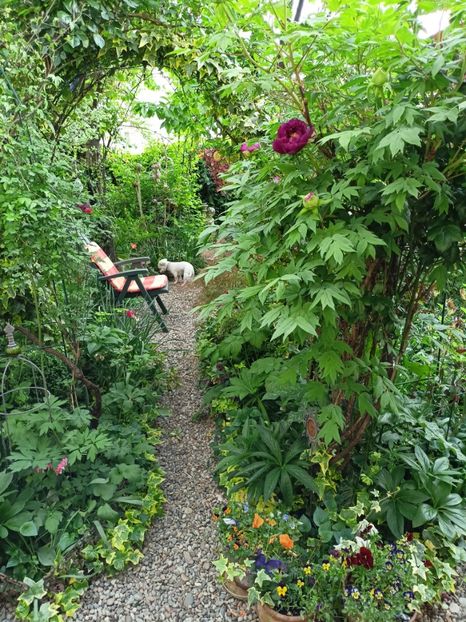  - Grădina 2024 continuare 1