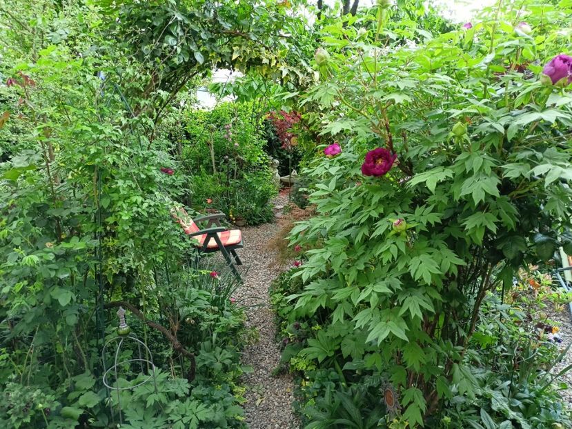  - Grădina 2024 continuare 1