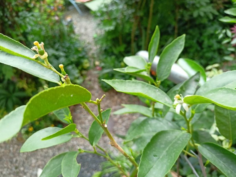 Lime - Grădina 2024 continuare 1