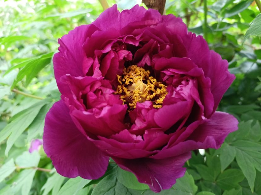 Shimadaijin, arbustiv - Grădina 2024 continuare 1