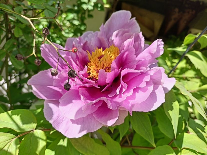  - Grădina 2024 continuare 1