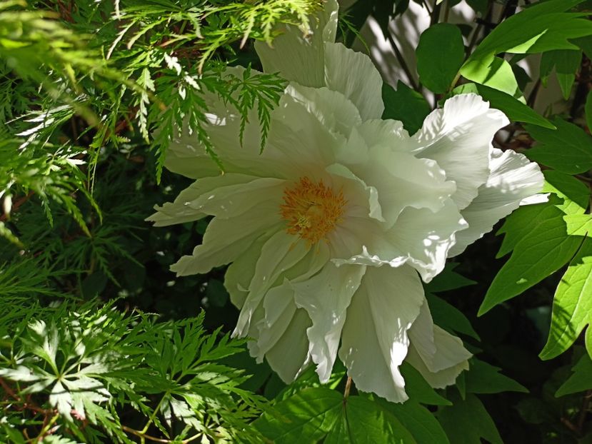  - Grădina 2024 continuare 1