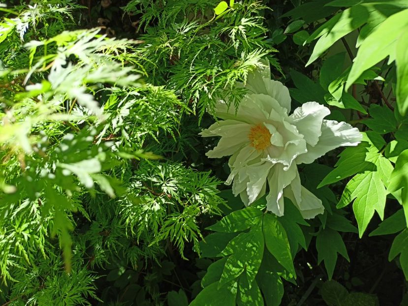  - Grădina 2024 continuare 1