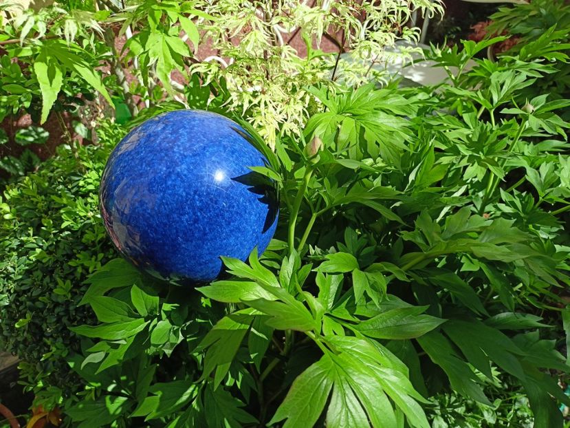  - Grădina 2024 continuare 1