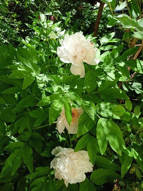 Jing Yu, arbustiv - Grădina 2024 continuare 1