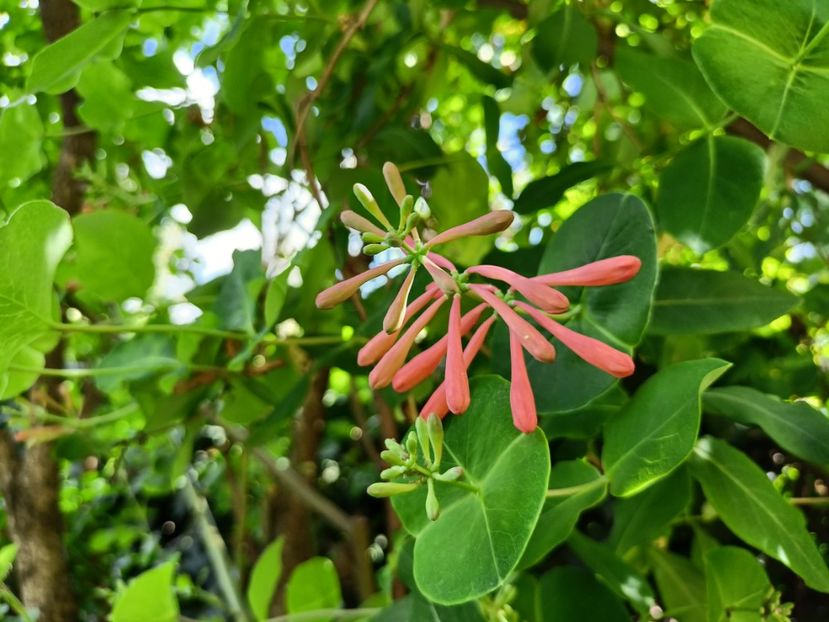  - Grădina 2024 continuare 1