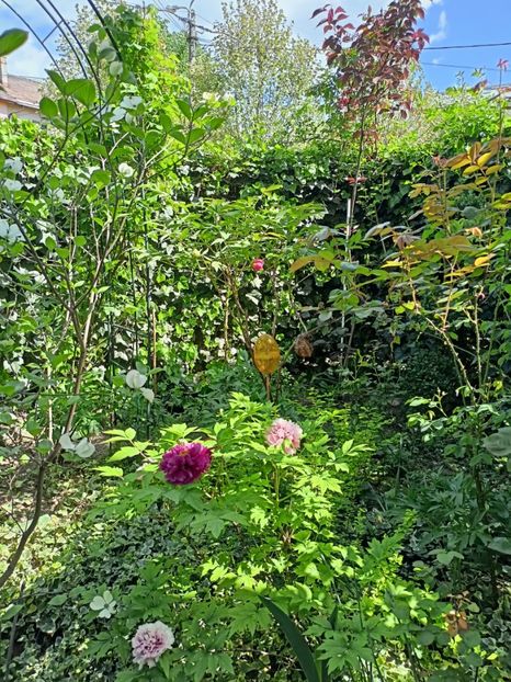  - Grădina 2024 continuare 1