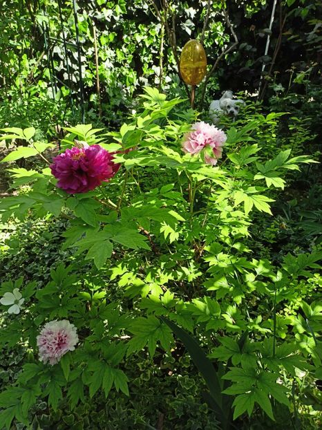  - Grădina 2024 continuare 1