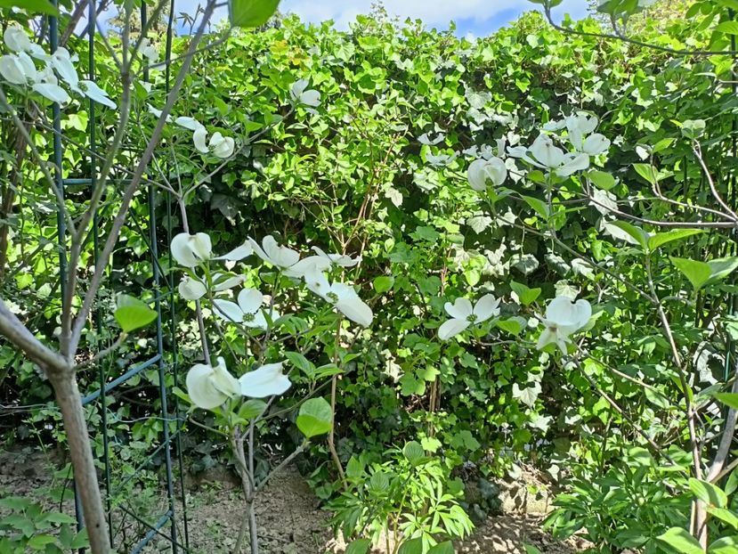 Cornus florida Cloud Nine - Grădina 2024 continuare 1