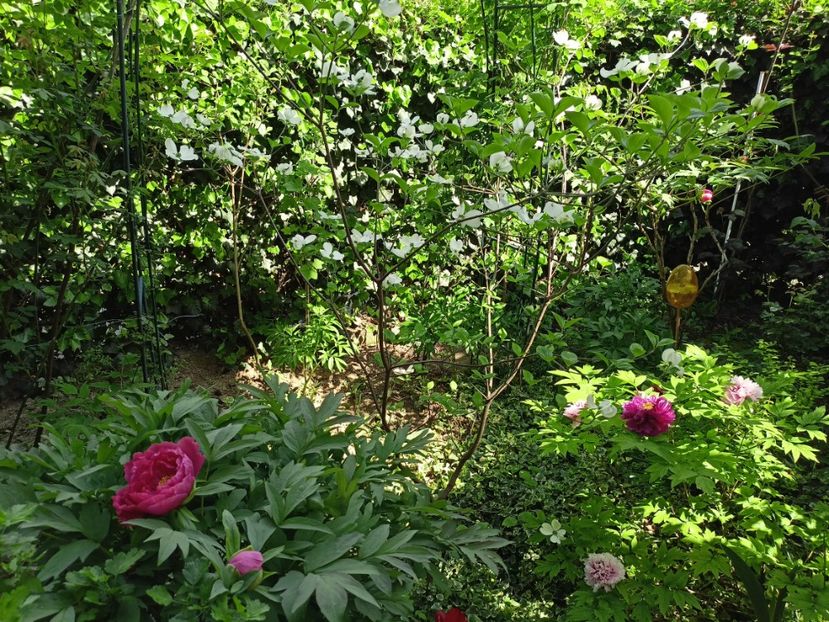  - Grădina 2024 continuare 1