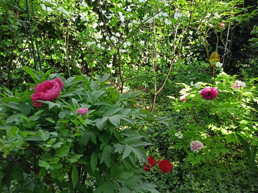  - Grădina 2024 continuare 1