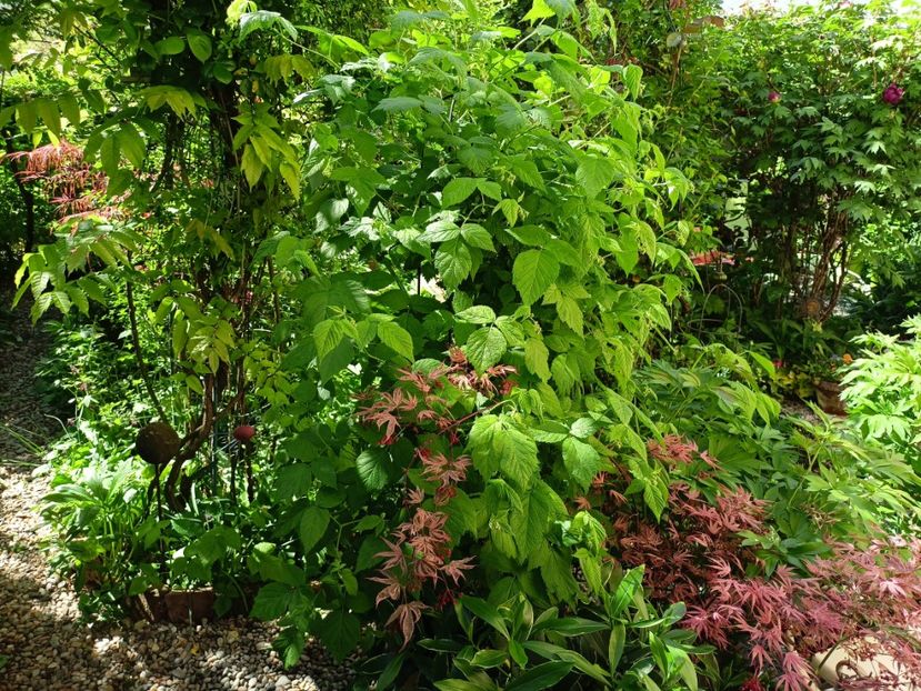 Shirazz - Grădina 2024 continuare 1