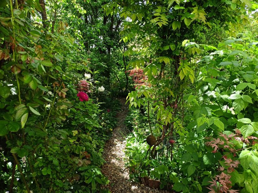  - Grădina 2024 continuare 1