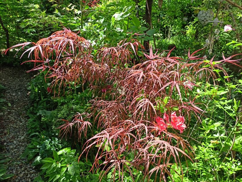 Hubbs Red Willow - Grădina 2024 continuare 1