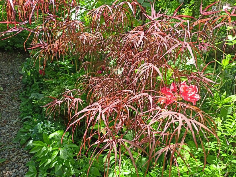  - Grădina 2024 continuare 1