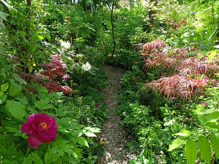  - Grădina 2024 continuare 1