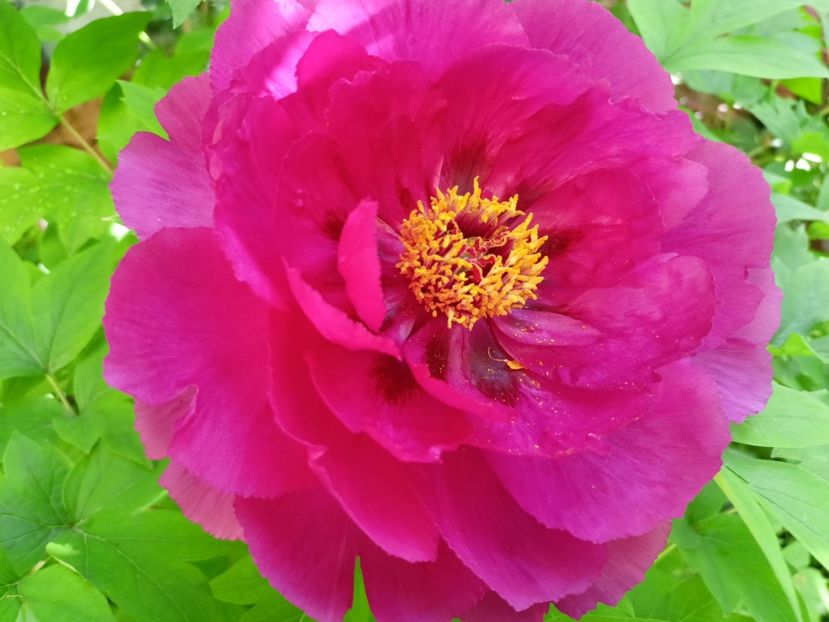 Er Qiao,  arbustiv - Grădina 2024 continuare 1