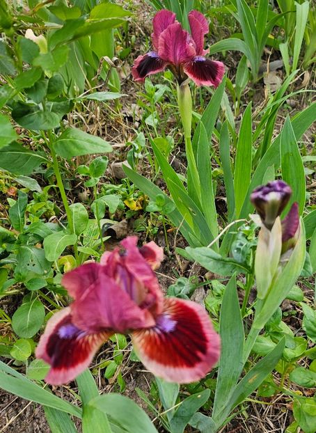  - Irisi 2017 2023 2024