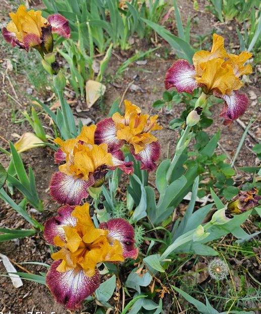  - Irisi 2017 2023 2024