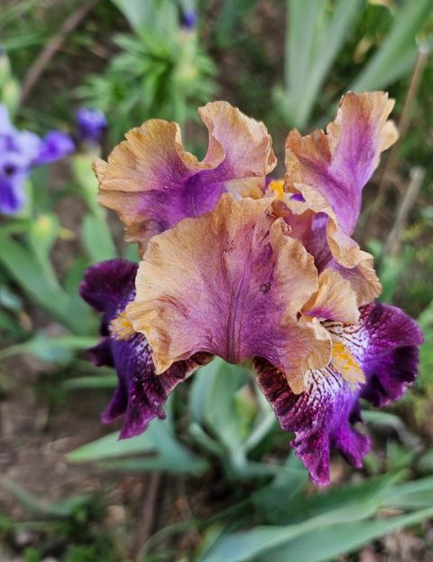  - Irisi 2017 2023 2024