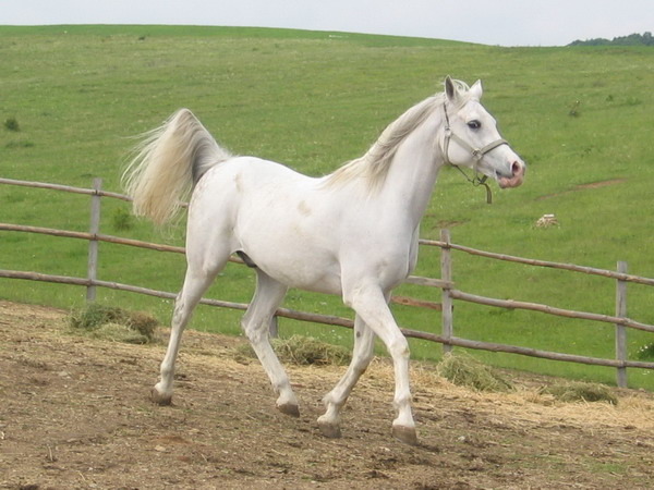 S-Elmaz-Picture 962 - My horses - Shagia