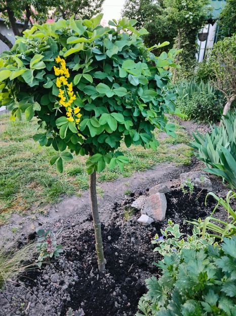 Laburnum anagyroides - Gradina si terasa PrimaLuce__11-Hello 2024