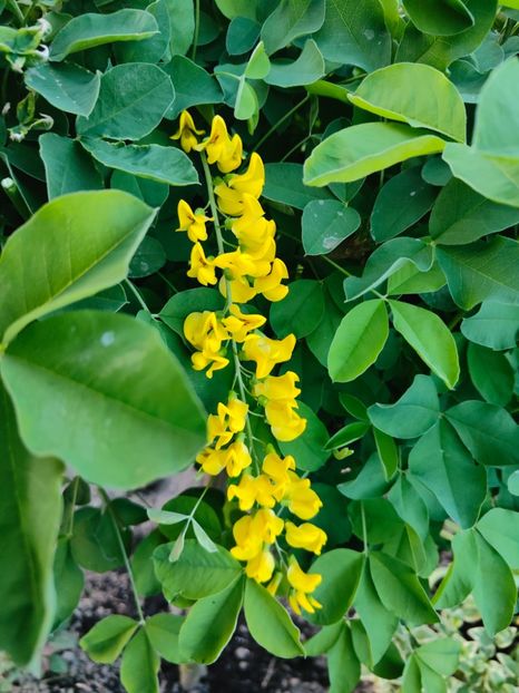 Laburnum anagyroides - Gradina si terasa PrimaLuce__11-Hello 2024
