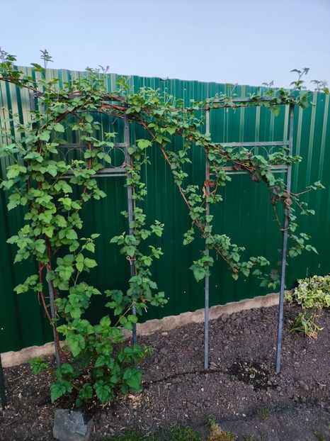 Rubus tayberry - Gradina si terasa PrimaLuce__11-Hello 2024