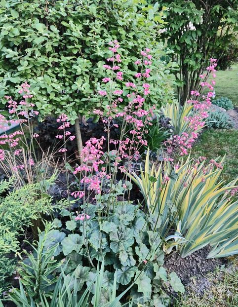 Heuchera Silver hybr. - Gradina si terasa PrimaLuce__11-Hello 2024