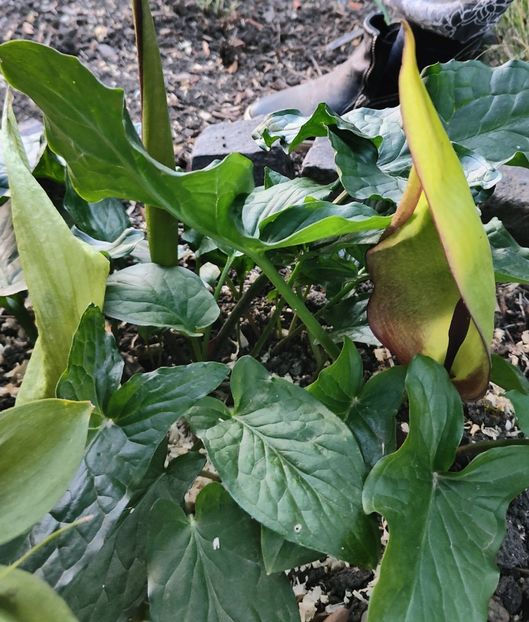 Arum maculatum(rodul pamantului) - Gradina si terasa PrimaLuce__11-Hello 2024